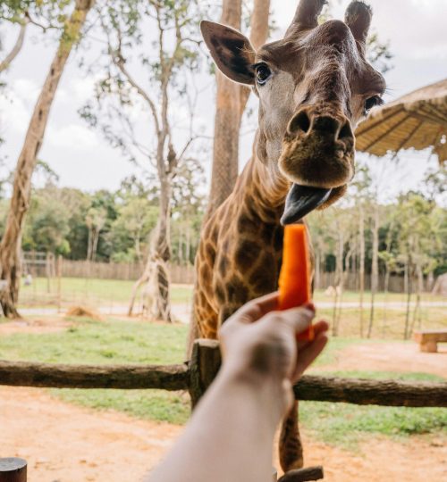 Wildlife Parks & Animal Encounters