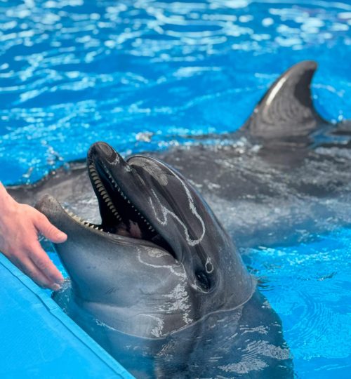 Wildlife & Marine Cruises